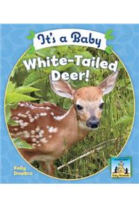 It's a Baby White-Tailed Deer!