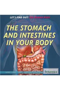 Stomach and Intestines in Your Body