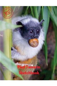 Pied Tamarin Sketchbook