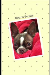 Boston Terrier Notebook with Lines