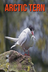 Arctic Tern