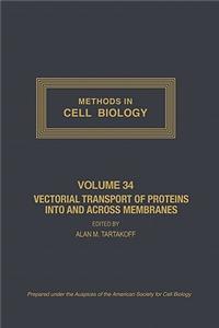 Vectorial Transport of Proteins Into and Across Membranes