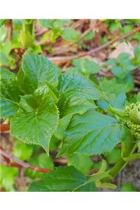 Spring Growth School Composition Book