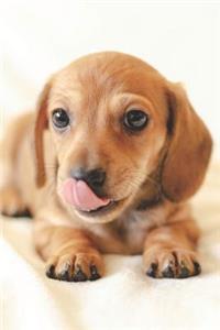 Dackel Notizbuch / Tagebuch