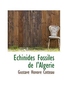 Chinides Fossiles de L'Alg Rie