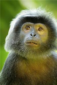 Black Javan Langur Monkey Journal