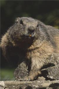 Marmot in the Alpine Valley Journal