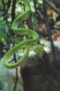 Come Here, Little Snake Journal