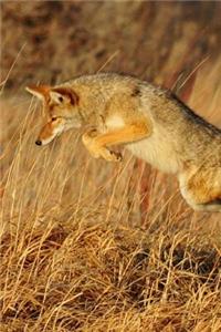 A Coyote Running in the Desert Journal