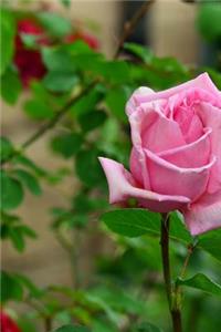 Solitary Pink Rose Bloom Journal