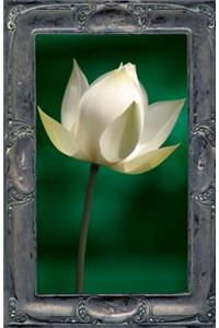 Letting the Lotus Bloom