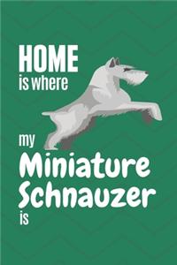 Home is where my Miniature Schnauzer is