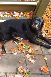 2020 Daily Planner Black Lab Dog Labrador Retriever Outside Fall 388 Pages