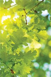 Leaf-Light Journal