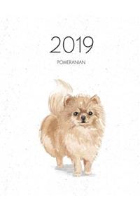 2019 Pomeranian