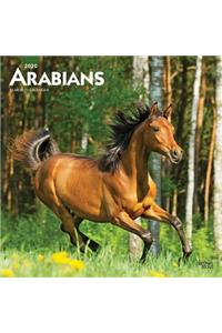 Arabians 2020 Square Wall Calendar