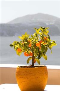 Miniature Fruit Tree on a Balcony in Greece Travel Journal