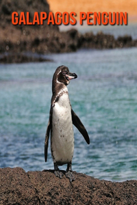 Galapagos Penguin