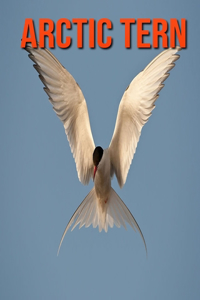 Arctic Tern