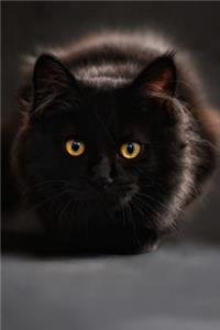 Black Cat