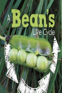 BEANS LIFE CYCLE