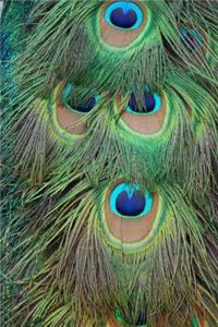 Peacock Feathers Journal