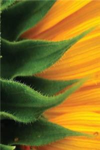 Journal Sunflower Petals Close Up