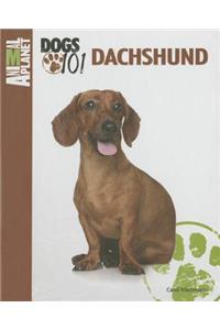Dachshund