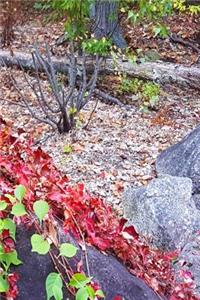 Journal Nature Late Autumn