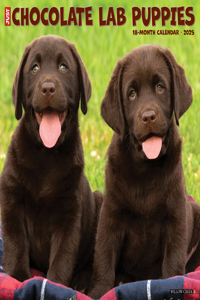 Chocolate Lab Puppies 2026 12 X 12 Wall Calendar