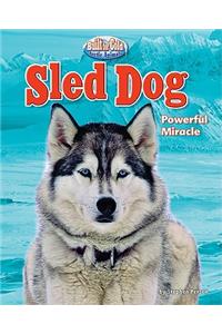 Sled Dog