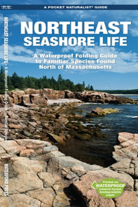 Northeast Seashore Life