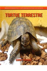 Tortue Terrestre