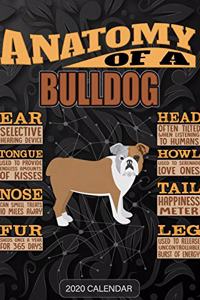 Anatomy Of A Bulldog