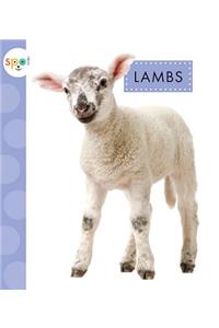 Lambs
