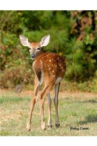 Baby Deer
