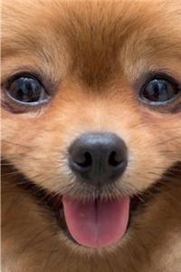Pomeranian Notebook & Journal. Productivity Work Planner & Idea Notepad