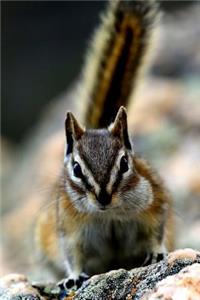 Chipmunk Journal