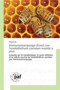 Immunomarquage Direct Sur l'Endothélium Cornéen Monté À Plat