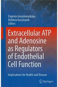 Extracellular ATP and Adenosine as Regulators of Endothelial Cell Function