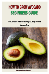 How to Grow Avocado Beginners Guide