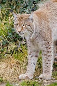 Lynx