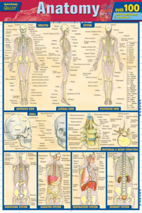 Anatomy Quizzer