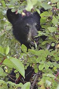 Black Bear Cub in a Tree Journal