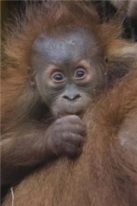 Just Such a Darling Baby Orangutan Journal