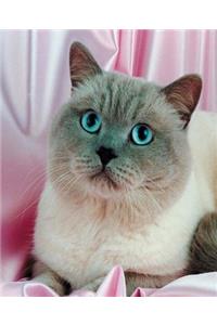 School Composition Book Blue Eyed Cat Photo 130 Pages