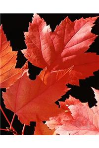 School Composition Book Maple Leaves Fall Season 130 Pages