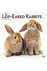 Lop Eared Rabbits 2020 Square