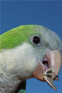 Monk Parakeet Notebook
