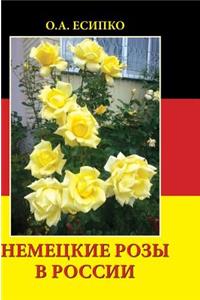 German rose in Russia